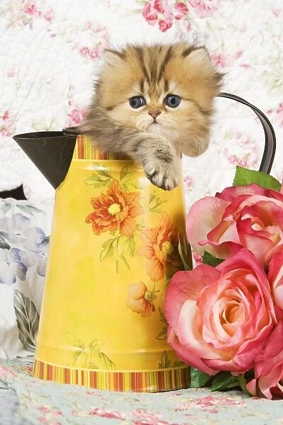 Cat - Golden shaded Persian kitten in water jug