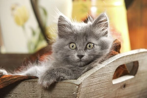 Cat - Grey Kitten - two months old