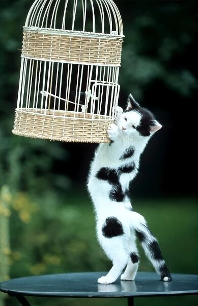Cat - Hanging on birdcage in garden
