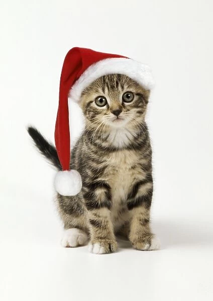 Cat - kitten in christmas hat
