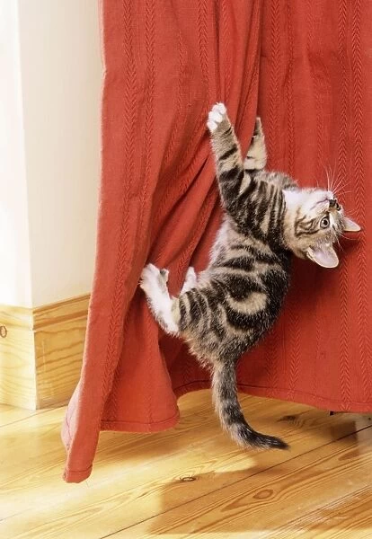 Cat - Kitten climbing up curtains