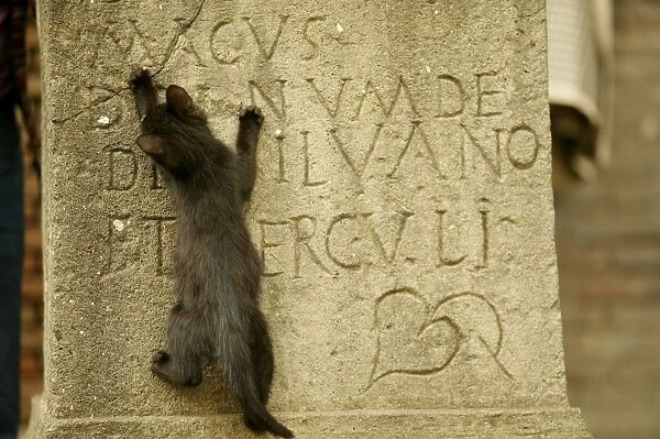 Cat Kitten climbs up gravestone Rome, Italy