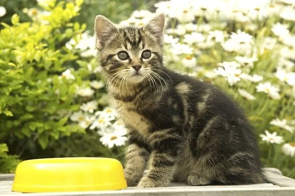 Cat Kitten, eating in garden