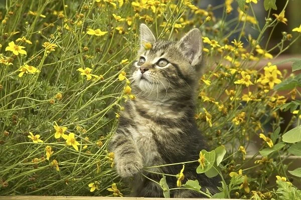Cat Kitten in garden amongst flowers