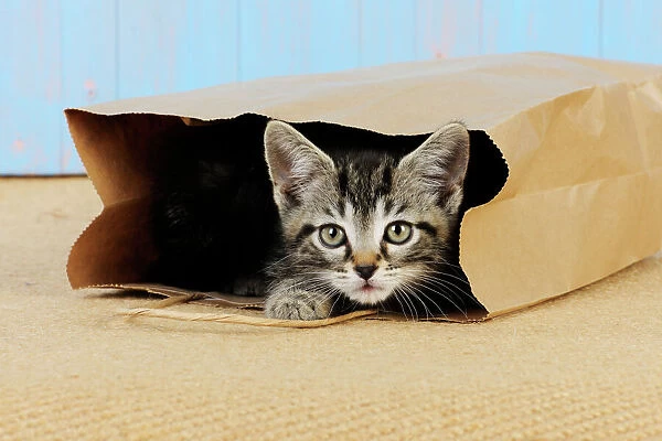 Cat. Kitten in paper bag