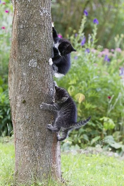 Cat - two kittens playing on tree trunk - Lower Saxony - Germany