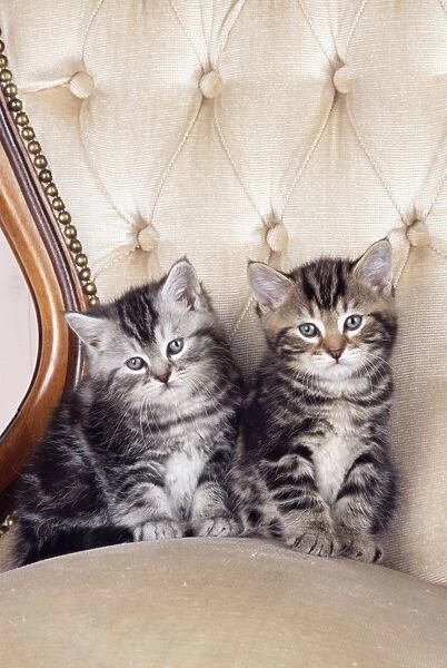 Cat - two kittens sitting on chair