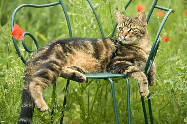 Cat - lying on chair in garden
