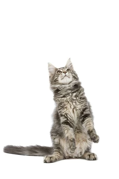Cat - Maine Coon blue blotched tabby in studio on hind legs