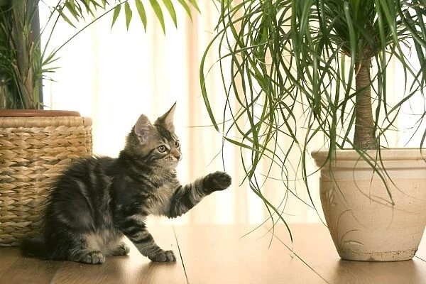 Cat - Maine Coon kitten playing with plant in flowerpot