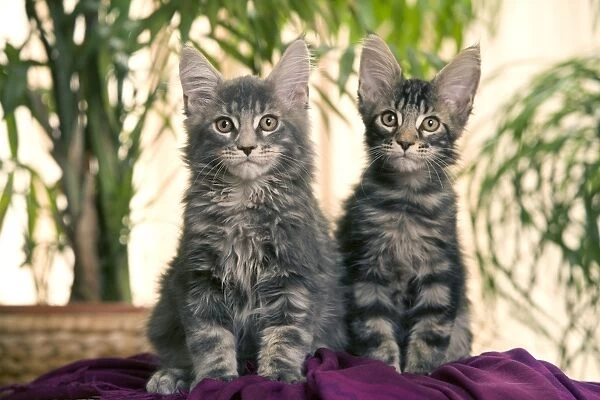 Cat - Maine Coon - two kittens