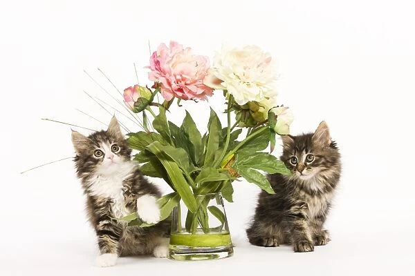 Cat - Norwegian Forest kittens in studio with vase of flowers