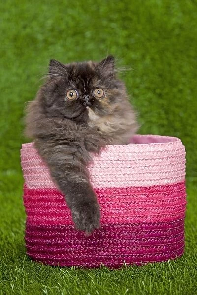 Cat - Persian kitten in pink basket
