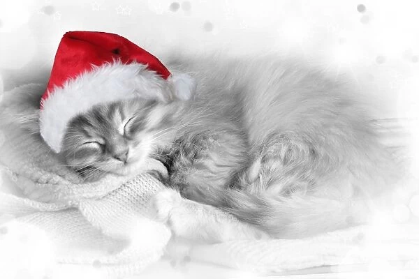 Cat - Siberian kitten sleeping wearing Christmas hat Digital Manipulation: Hat (Su) - stars etc around edges