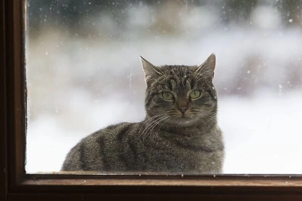 Cat - sitting in front of house door in winter - looking through glass pane in door - Lower Saxony - Germany