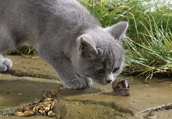 Cat Sniffing snail