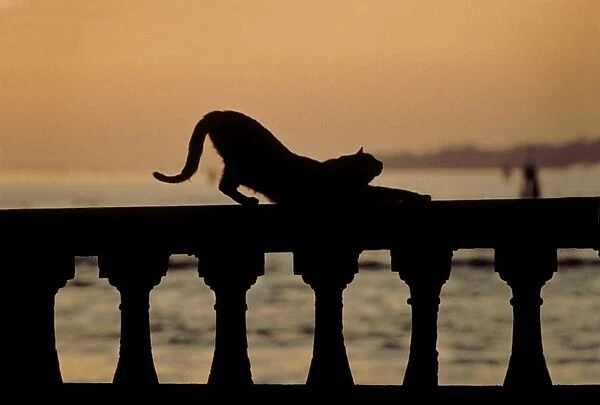 Cat - stretching out on stone wall - Venice - Italy