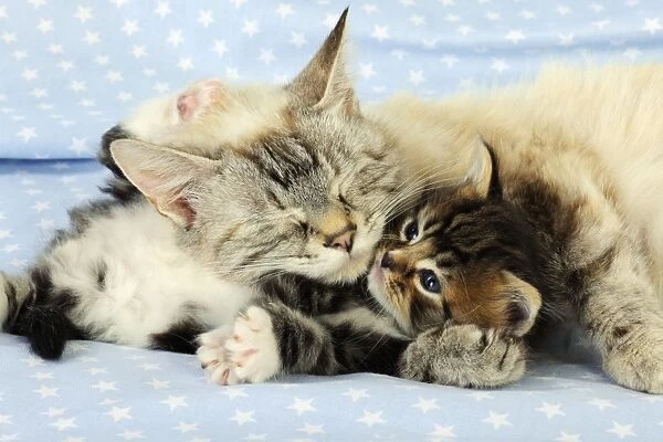 Cat. Tabby Kitten (6 weeks old) laying on mother cat on star background