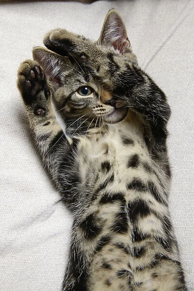 CAT. Tabby kitten laying on its back with paws up hiding its face. one eye showing