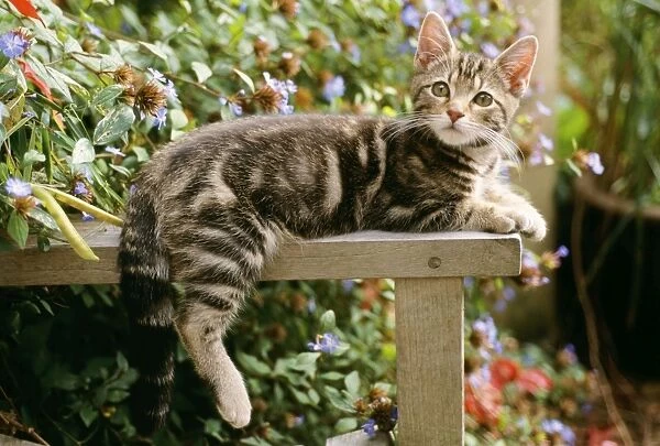 Cat - tabby kitten on table, with hind leg and tail over-hanging