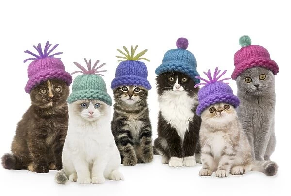 Cats - group wearing woolly hat Digital Manipulation: composition all different LA cats. SU hats