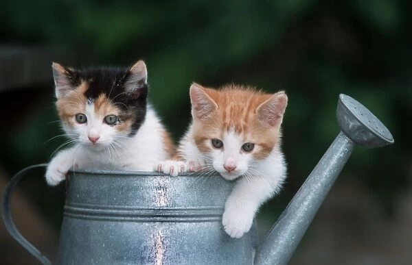 Cats - Two kittens in watering can