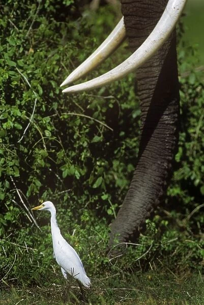 Cattle Egret - following Elephant - Amboseli National Park