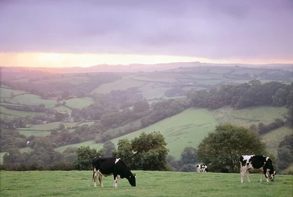 Cattle HAR 27 Friesian heifers - Grazing at dawn, Devon, UK © Anthony Harrison  /  ardea. com