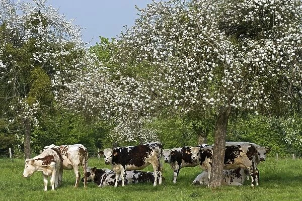 Cattle - Normande Breed - herd of cows under trees covered in blossom. France