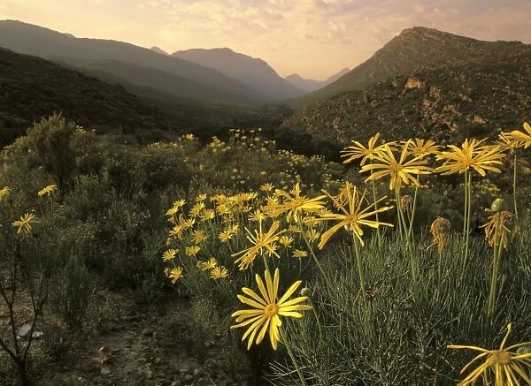 Cedar Mountains with yellow flowering bushes in early morning light Cedar Mountains, West Cape Province, South Africa