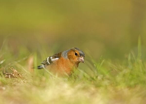 Chaffinch Feeding on the ground South East England, UK, Europe