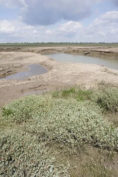 Channels leading into salt marsh plants and habitat - Freiston Shore Lincolnshire UK