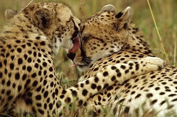 Cheetah - one female grooming another - Masai Mara National Reserve - Kenya JFL03316