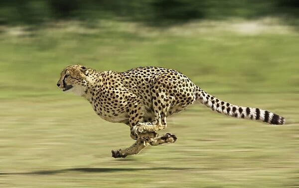 Cheetah - Running Digital Manipulation - Background blurred