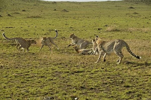 Cheetahs LA 623 Transmara, Maasai Mara, Kenya Acinonyx jubatus © J. M. Labat  /  ardea. com