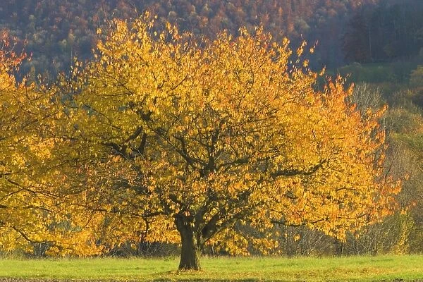 cherry tree - beautiful cherry tree with brightly coloured orange and yellow autumn foliage grows on a meadow - Baden-Wuerttemberg, Germany