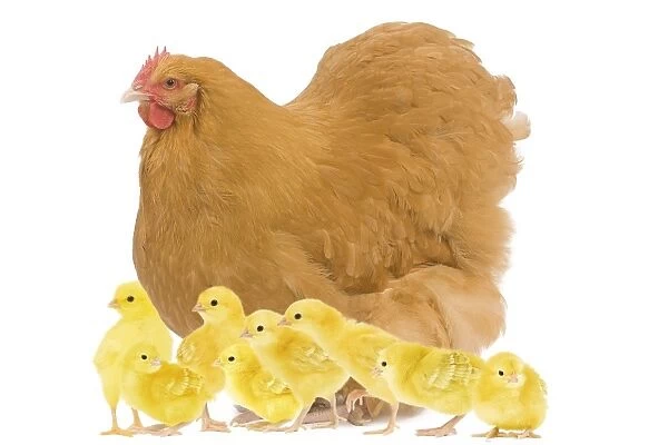 Chicken - Orpington Fawn in studio with chicks