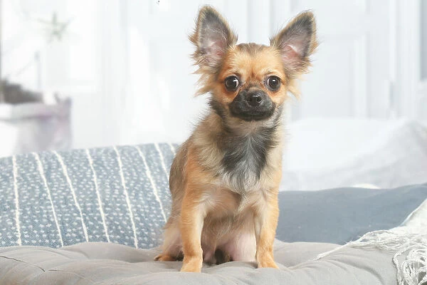 Chihuahua dog sitting indoors in the living room