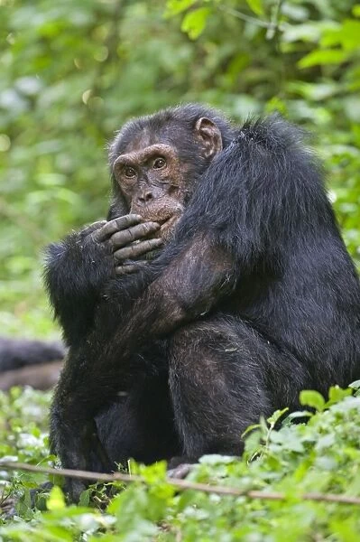 Chimpanzee - alpha male self grooming - tropical forest - Western Uganda - Africa