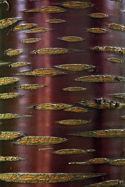 Chinese Red-Barked Birch Tree - detailed study of bark on stem, Lower Saxony, Germany