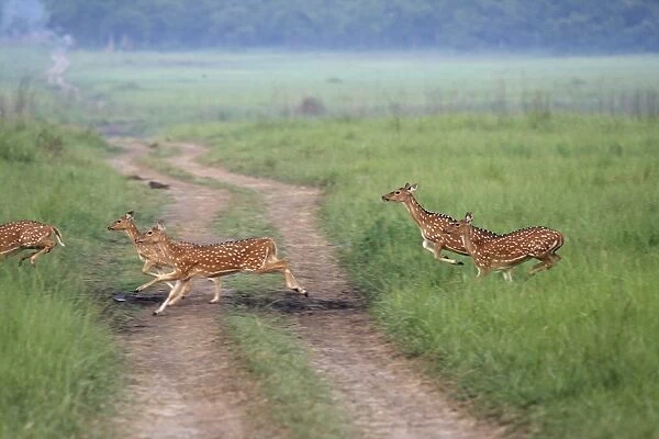 Chitals runing across grassland, Corbett National Park, Uttaranchal, India