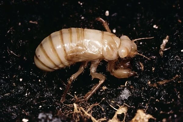 Cicada Subterranean nymph