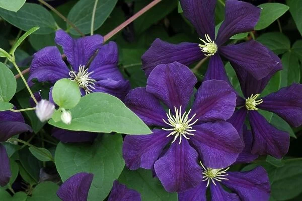 Clematis 'Etoile Violette' - Set against the high wall within the walled garden in this Hampshire garden, UK This variety belongs to the Vitichella Group, is hardy and disease resistant. July