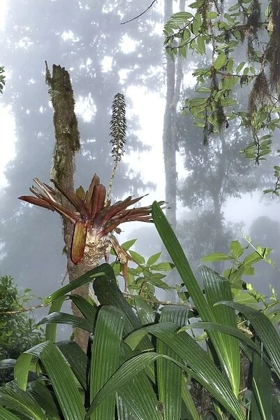 Cloud forest - with bromeliad Chirripo Nationalpark, Costa Rica