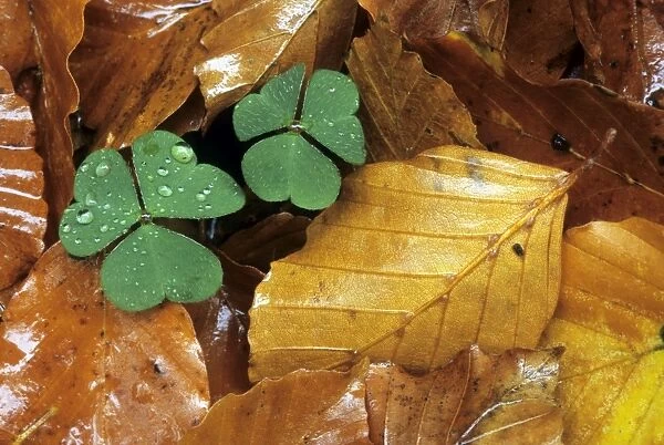 Clover in autumn leaf's