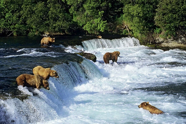 Coastal Grizzlies or Alaskan Brown Bears - fishing for salmon at Brooks Falls, Katmai National Park, Alaska. July. MA876