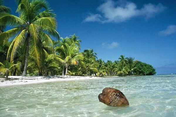 Coconut - floating ashore