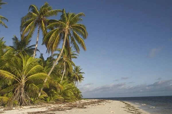 Coconut palms - On a deserted beach on West Island, Cocos (Keeling) Islands, Indian Ocean