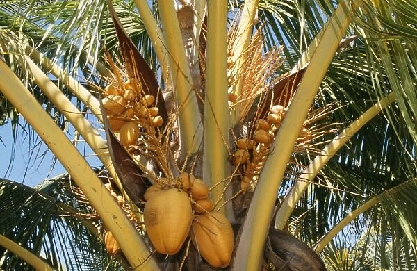 Coconut Tree - coconuts