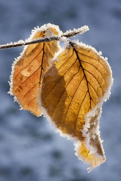 Common Beech - leaf covered in frost